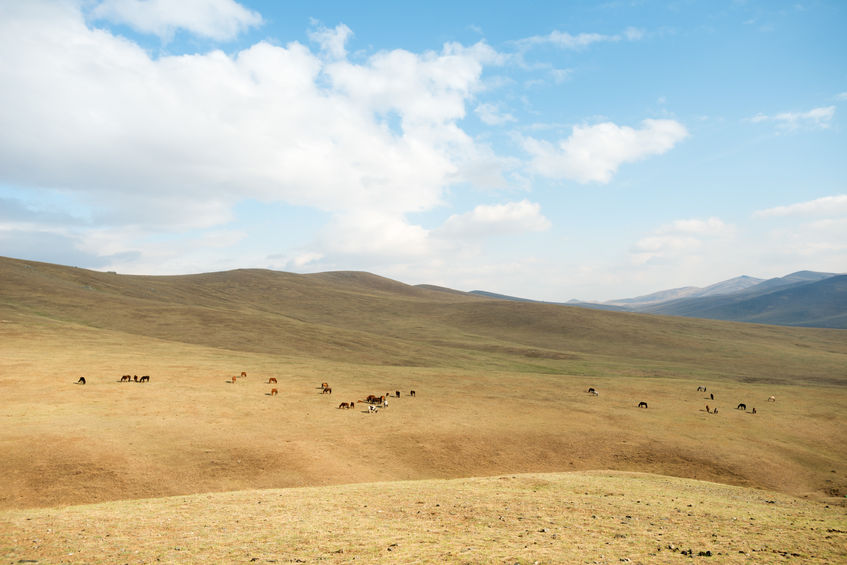 43389134 - landscape of hustai national park, mongolia
