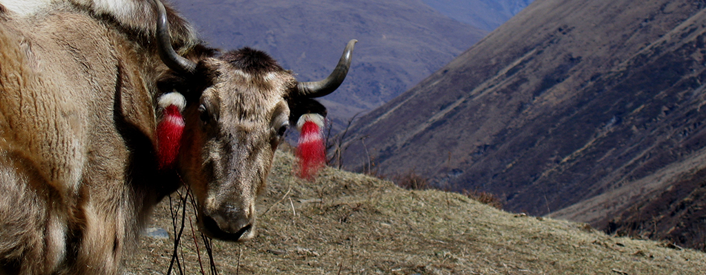 bhutan trek page yak
