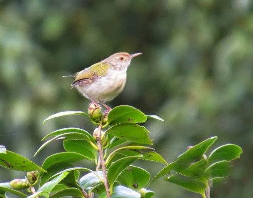 1 Tailorbird