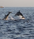 4 Dolphins_Bohol