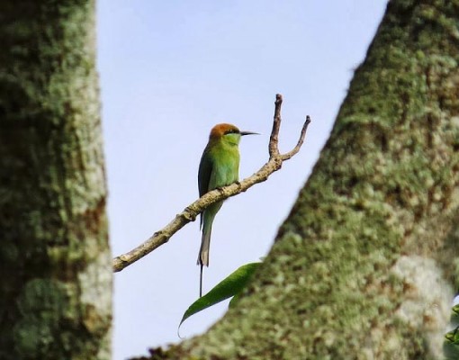 Green Throated Bee Eater
