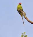PlumHeaded Parakeet
